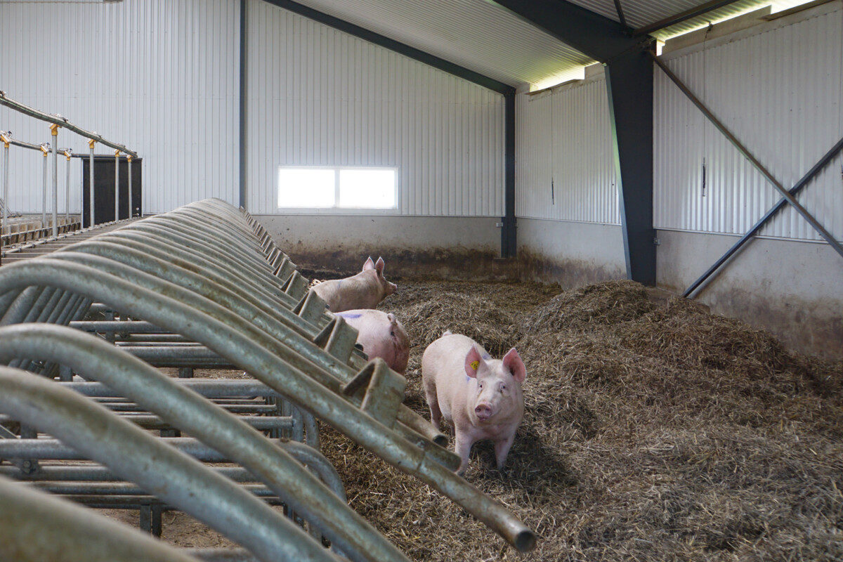 Svinstall, Falkenberg | BORGA